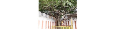 காரமடை